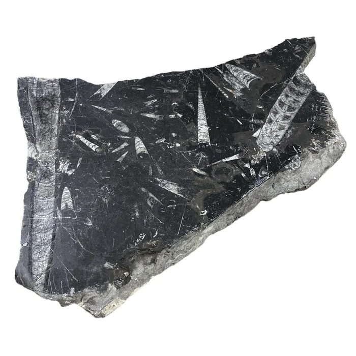 10lb Fossil Stone 10×15 #381032