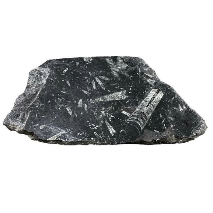 11lb Fossil Stone 11×17 #381034