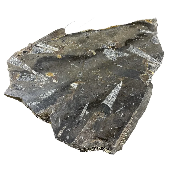 14lb Fossil Stone 14×21 #381033