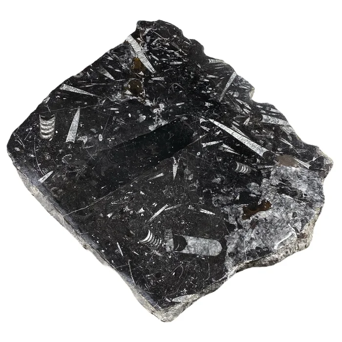 18lb Fossil Stone 14×17″ #381021