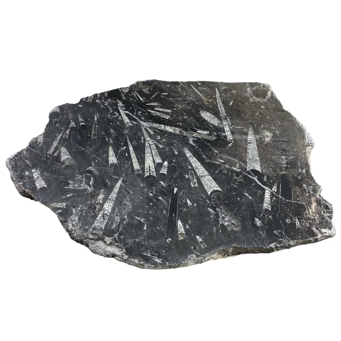 26lb Fossil Stone 20×24 #381037