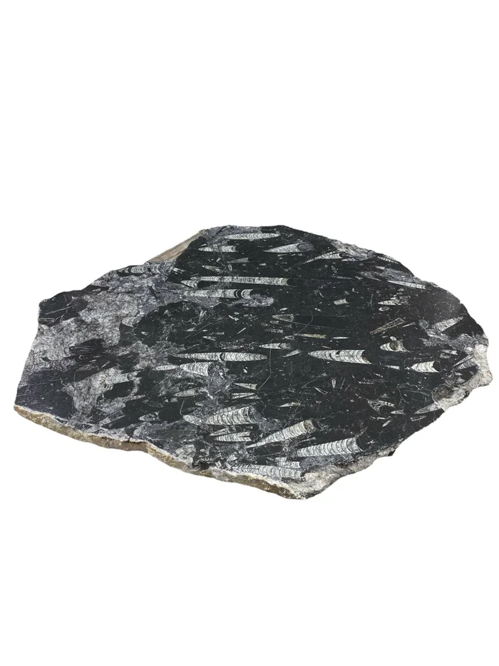 33lb Fossil Stone 21×27 #381038