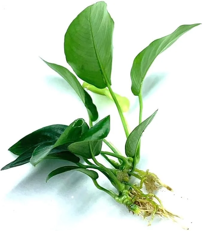 Anubias Barteri Live Plants for Freshwater Aquariums Anubias VAR Nana Plants Buy 2 Get 1