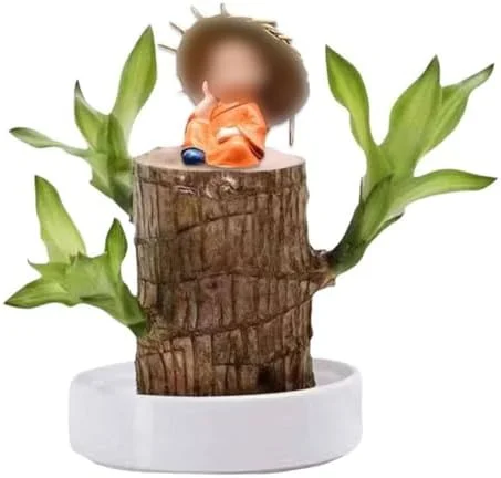 Brazilian Wood Plant,Fortune Brazil Wood Potted Plant,Brazilian Wood Hydroponic Plant, Brazilian Lucky Wood,Mini Brazil Wood for Desktop Decoration, with Plastic Tray (A)