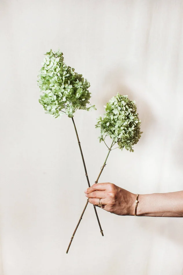 Green Peegee Hydrangea Dried Flower