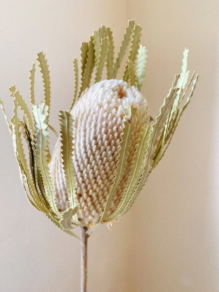 Natural Banksia Dried Flower, Single Stem