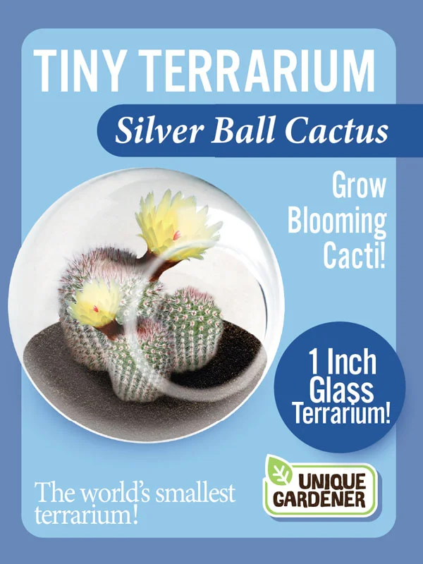 Silver Ball Cactus (Tiny Terrarium)